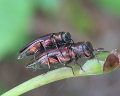 Agrilus pseudocoryli