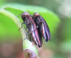 Agrilus pseudocoryli