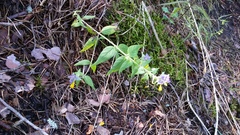 Melampyrum nemorosum