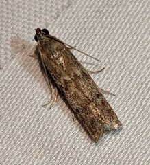 Eurythmia angulella