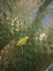 Meconema meridionale