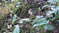Maianthemum bifolium