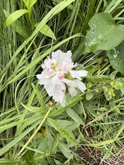 Sidalcea candida
