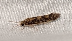 Agraylea multipunctata