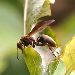 Polistes nipponensis