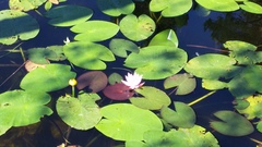 Nuphar lutea