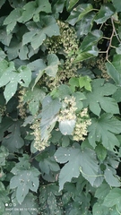 Humulus lupulus
