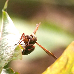 Polistes nipponensis