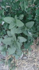 Amaranthus retroflexus
