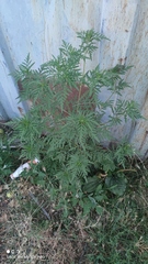 Ambrosia artemisiifolia