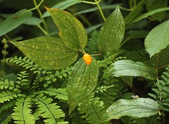 Prosartes smithii