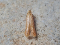 Tischeria decidua