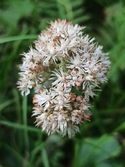 Micranthes manchuriensis