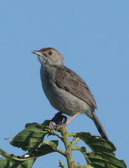 Cisticola chiniana