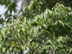 Chloropsis cyanopogon