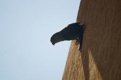 Brotogeris tirica