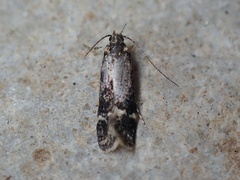 Klimeschiopsis kiningerella