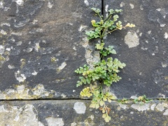 Asplenium ruta-muraria