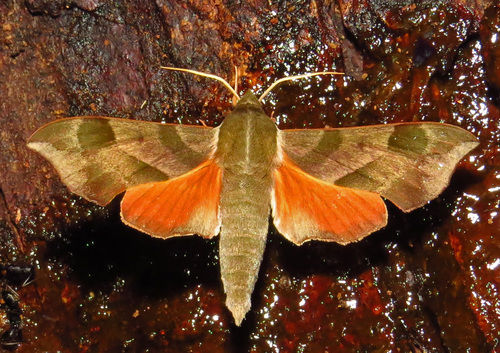 Virginia Creeper Sphinx