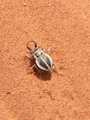 Calognathus chevrolati eberlanzi