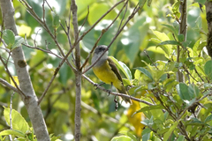 Pachycephala lorentzi