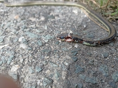 Dendrelaphis terrificus