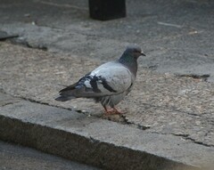 Columba livia