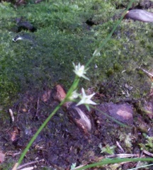 Juncus tenuis