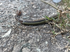 Dendrelaphis terrificus