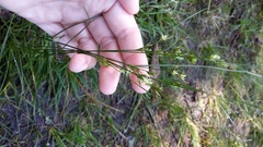 Juncus tenuis