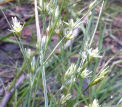 Juncus tenuis