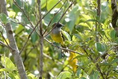 Pachycephala lorentzi