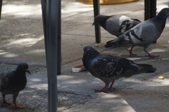 Columba livia