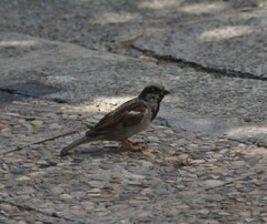 Passer domesticus