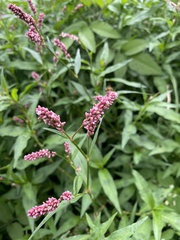 Persicaria