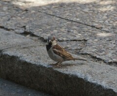 Passer domesticus