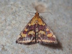 Pyrausta ostrinalis