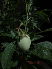 Solanum muricatum
