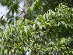 Chloropsis cyanopogon