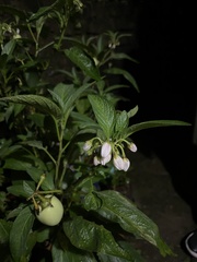 Solanum muricatum