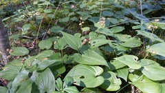 Maianthemum bifolium