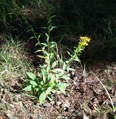 Solidago virgaurea