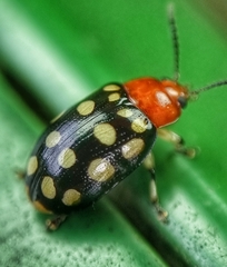 Phola sedecimpustulata