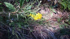 Solidago virgaurea