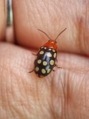 Phola sedecimpustulata