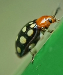 Phola sedecimpustulata