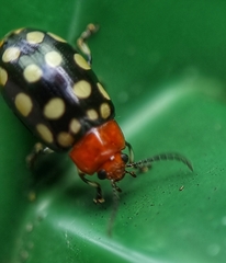 Phola sedecimpustulata