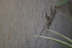 Tropidurus torquatus