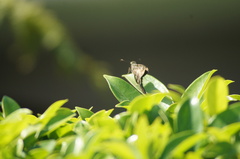 Spicauda teleus