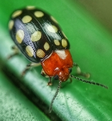 Phola sedecimpustulata